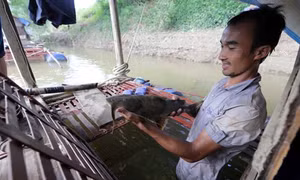 Hội nhập để tạo cơ hội việc làm cho đồng bào 