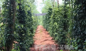 Hồ tiêu sạch 'mở khóa' các thị trường khó tính