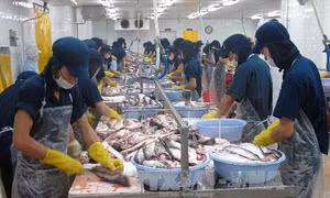 Mỹ cảnh báo hai doanh nghiệp cá da trơn Việt Nam