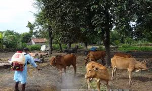 Nguy cơ bùng phát bệnh lở mồm long móng ở Đắk Lắk 