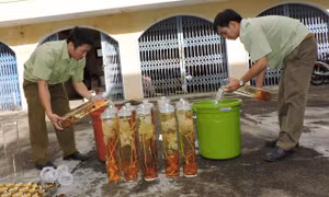  Lúng túng trong việc xử lý kinh doanh sâm Ngọc Linh kém chất lượng