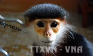 Một người dân tự nguyện giao nộp voọc Chà Vá thuộc danh mục nguy cấp, quý hiếm