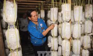 Giúp người khuyết tật ổn định sinh kế 
