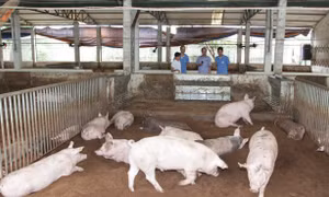 Bài 3: Đương đầu với 'bão' giá lợn