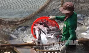 Giá cá tra nguyên liệu ổn định ở mức cao