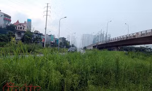 Đại lộ Thăng Long cỏ dại cao ngút đầu, ngổn ngang rác thải