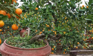 Độc và lạ quất bonsai trồng trong bình gốm