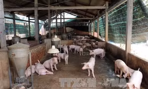 Đàn lợn tại các doanh nghiệp chăn nuôi lớn ở Đồng Nai vẫn ổn định
