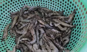 Tôm chết bất thường tại Long An không phải do bệnh lạ 