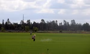 Tính lại bài toán cây lúa ở Tây Nam Bộ 