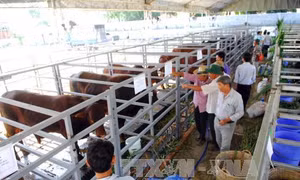 Nâng 'chất' cho hợp tác xã 