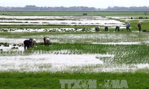 Nhân rộng mô hình canh tác lúa chịu ngập úng, nhiễm phèn mặn