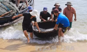 Ngư dân Thừa Thiên - Huế được mùa cá cơm 