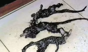 Hãi hùng phát hiện sinh vật ‘đầu mèo thân chuột’ kinh dị trong bếp