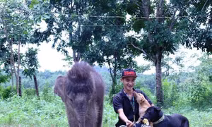 Hành trình tìm sữa mẹ cho chú voi sơ sinh mồ côi