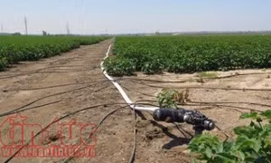 Học viên Việt Nam tham gia khóa học thạc sỹ nông nghiệp tại Israel 