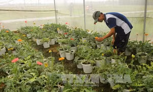 Mưa trái mùa, người trồng hoa "ngồi trên đống lửa" 