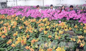 Cung ứng gần 30.000 cây lan Hồ Điệp phục vụ Tết Nguyên đán