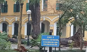 Hà Nội: Cây cổ thụ bật gốc vì gió xoáy, 4 học sinh Chu Văn An nhập viện 