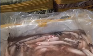 Bắt giữ 1 tấn cá khoai bốc mùi hôi thối, không rõ nguồn gốc
