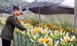 "Huyện hoa" Quảng Ninh tổ chức hội hoa Xuân