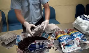 Hơn 13 kg thảo mộc nghi cần sa vận chuyển qua đường hàng không 