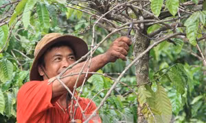 Gần 100% buôn, làng Tây Nguyên có đảng viên là người tại chỗ