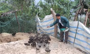 Lai Châu: Nhiều gia đình người Mông tự nguyện xin ra khỏi diện hộ nghèo
