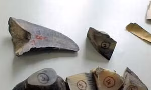 Hải quan Nội Bài phát hiện lô hàng hóa nghi là sừng tê giác