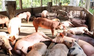 Lợn rớt giá, người nuôi nguy cơ mất Tết