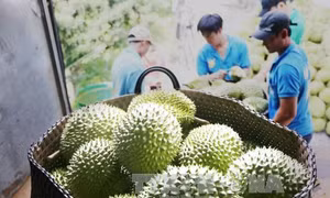 Giá sầu riêng đầu mùa tăng cao kỷ lục 