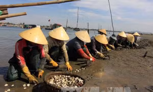 Ngao chết do môi trường có nhiều biến động