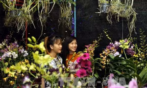 Rực rỡ chợ hoa Xuân Bình Điền 
