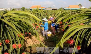 Để trái thanh long 'cập bến' những thị trường khó tính