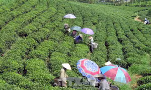 Chè Việt Nam chưa có thương hiệu riêng dù xuất khẩu đứng thứ 5 thế giới