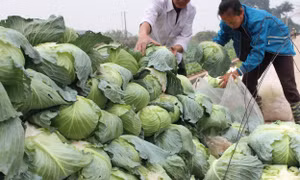 Mỗi sào cà chua, bắp cải lỗ cả triệu đồng
