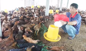1.000 con gà ta Gò Công tiêu chuẩn VietGap phục vụ Tết mỗi ngày