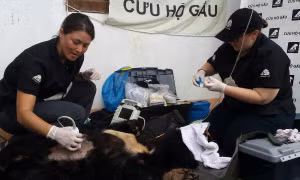 Cứu hộ cá thể gấu bị nuôi làm cảnh suốt hơn 10 năm 
