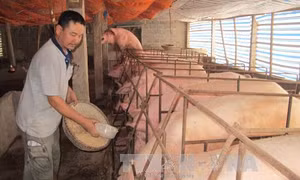 Hà Nam tháo gỡ khó khăn cho các hộ chăn nuôi lợn