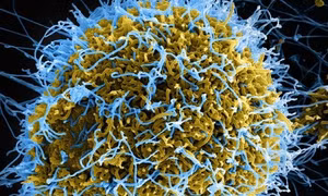 Những nơi trú ẩn không ngờ của virus trên cơ thể người