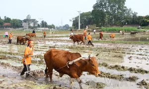 Tranh thủ thời tiết nắng ấm xuống đồng sản xuất đầu năm 
