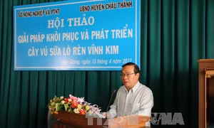 Khôi phục và phát triển cây vú sữa Lò Rèn Vĩnh Kim 