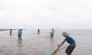 Hiện tượng 1.100 ha ngao chết rải rác tại Ninh Bình không phải do dịch bệnh 
