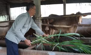 Người mang bò lai sind đến nuôi trên vùng đất nhiễm mặn ven biển