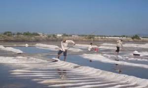 Diêm dân gặp khó khi giá muối xuống thấp