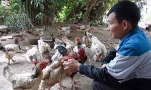 Gà Hồ 'tiến vua' sẵn sàng cho thị trường Tết