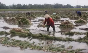 Kiệu Tết tăng giá, người trồng vui mừng 