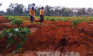 Bất cập trong vay vốn trồng tái canh cà phê 