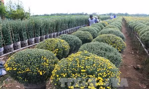 Cúc mâm xôi hiếm hàng, giá cao 