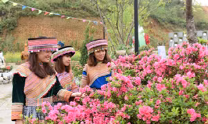 Lễ hội hoa đỗ quyên lần đầu tiên trên đỉnh Fansipan
